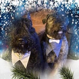 Meet your Posher, Anne